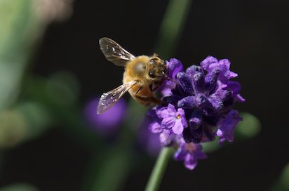 Bee 2